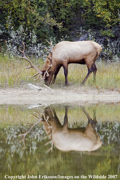 Elk in habitat