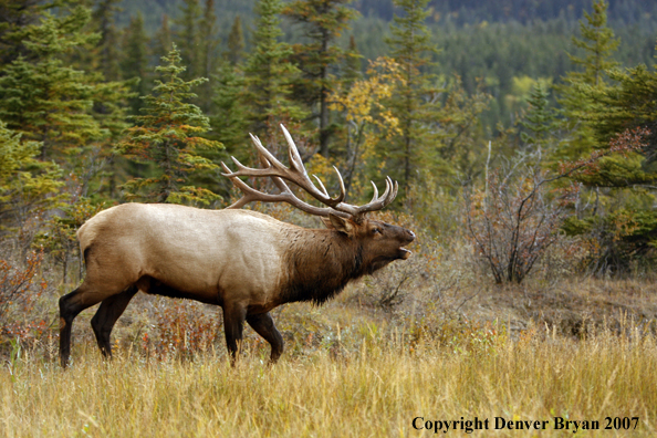 Rocky Mountain Elk bugling