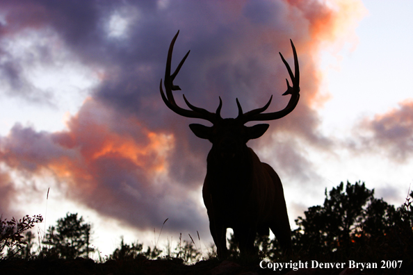 Rocky Mountain Elk silhouette