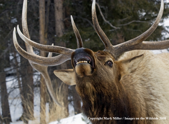 Rocky Mountain Elk in habitat