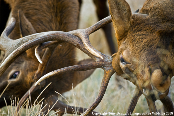 Bull Elk fighting