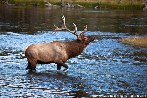 Rocky Mountain Bull Elk in habitat. 