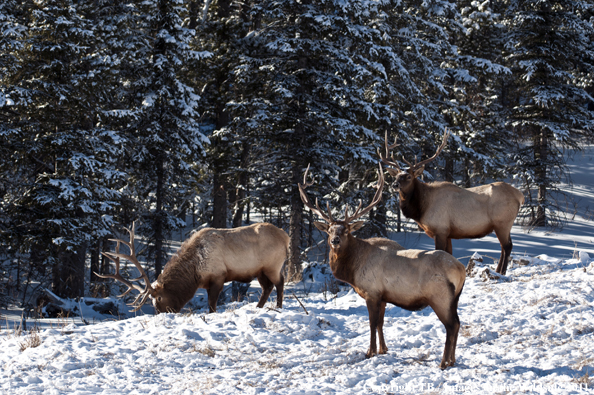 Rocky Mountain elk in habitat. 