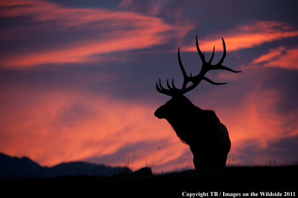 Rocky Mountain bull elk at sunset. 