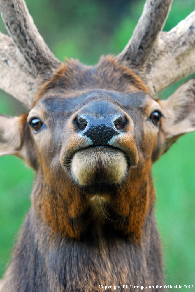 Rock Mountain Elk in habitat. 