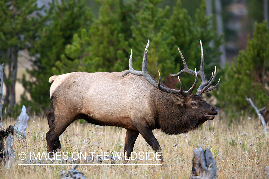 Rocky Mountain Elk in habitat.