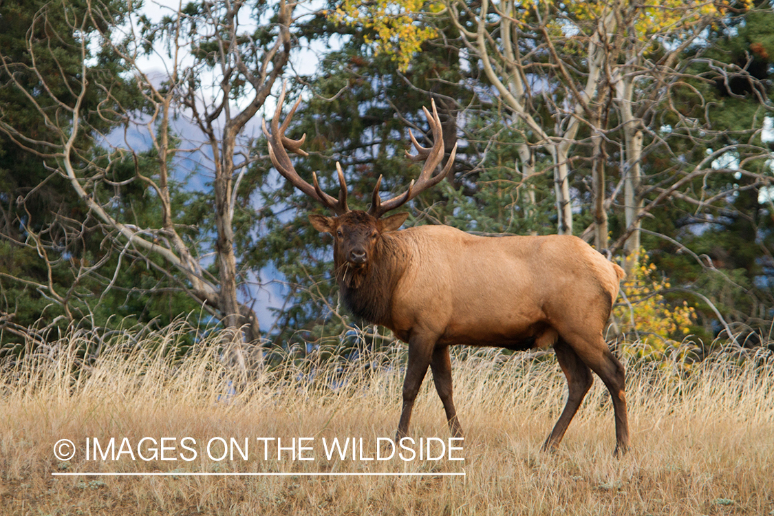 Rocky Mountain Bull Elk in habitat.