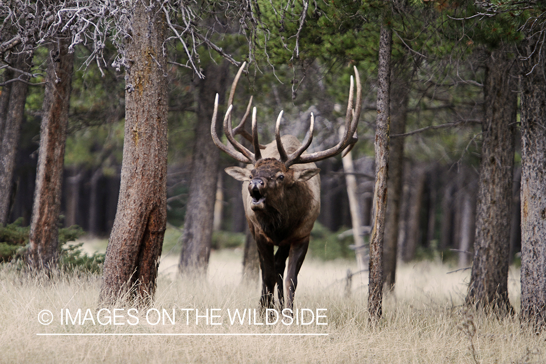 Rocky Mountain Bull Elk bugling in habitat.