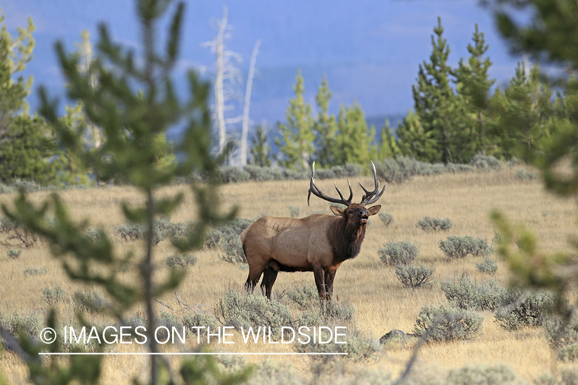 Rocky Mountain Bull Elk bugling in habitat.