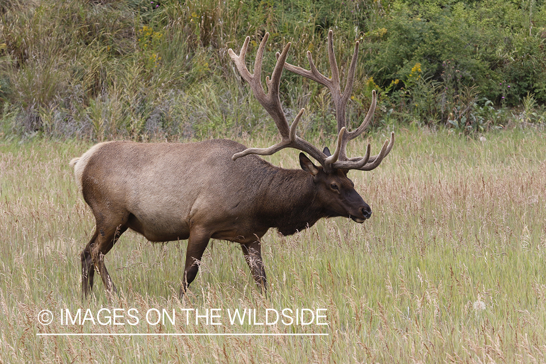 Bull elk in velvet.