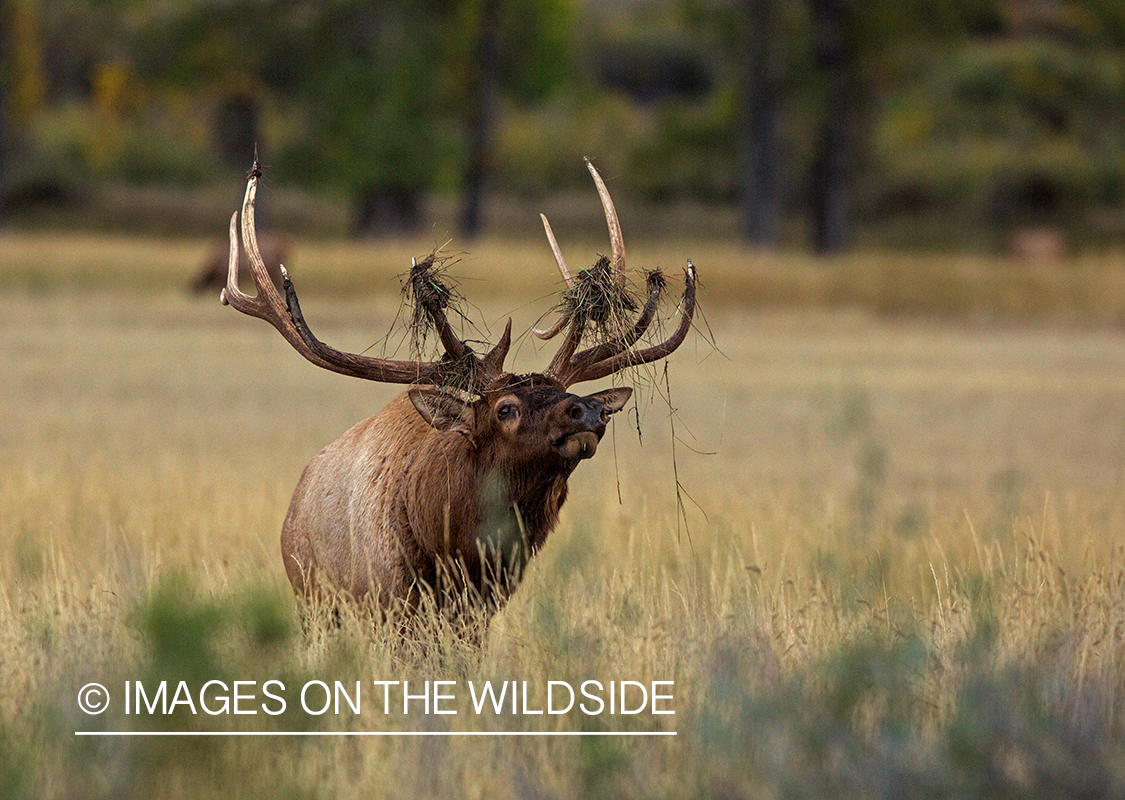 Bull elk in field.