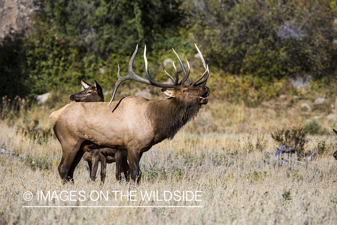 Bull elk bugling.