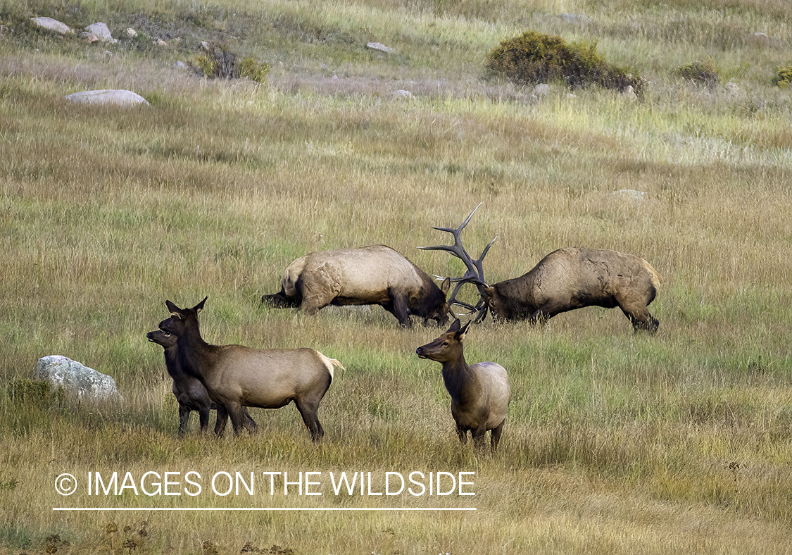 Bull elk fighting.