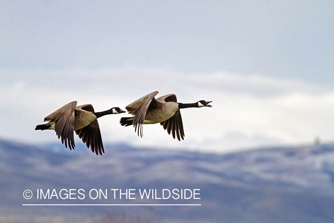 Canada geese.