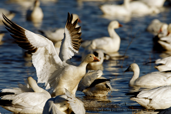 Snow geese in habitat.