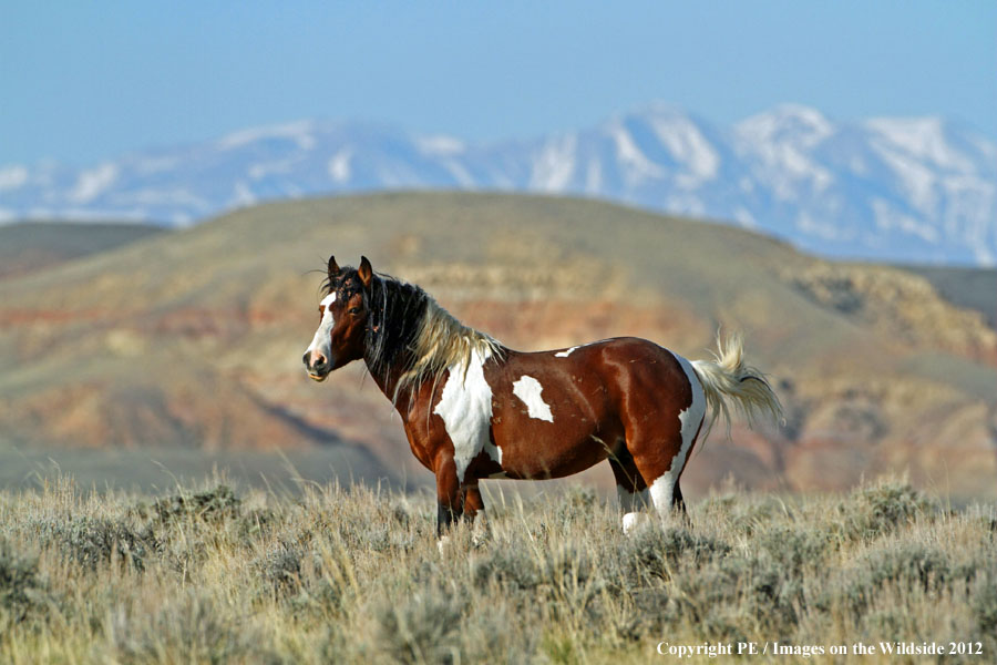 WIld Horse in habitat.