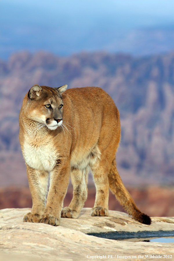 Mountain Lion in habitat.