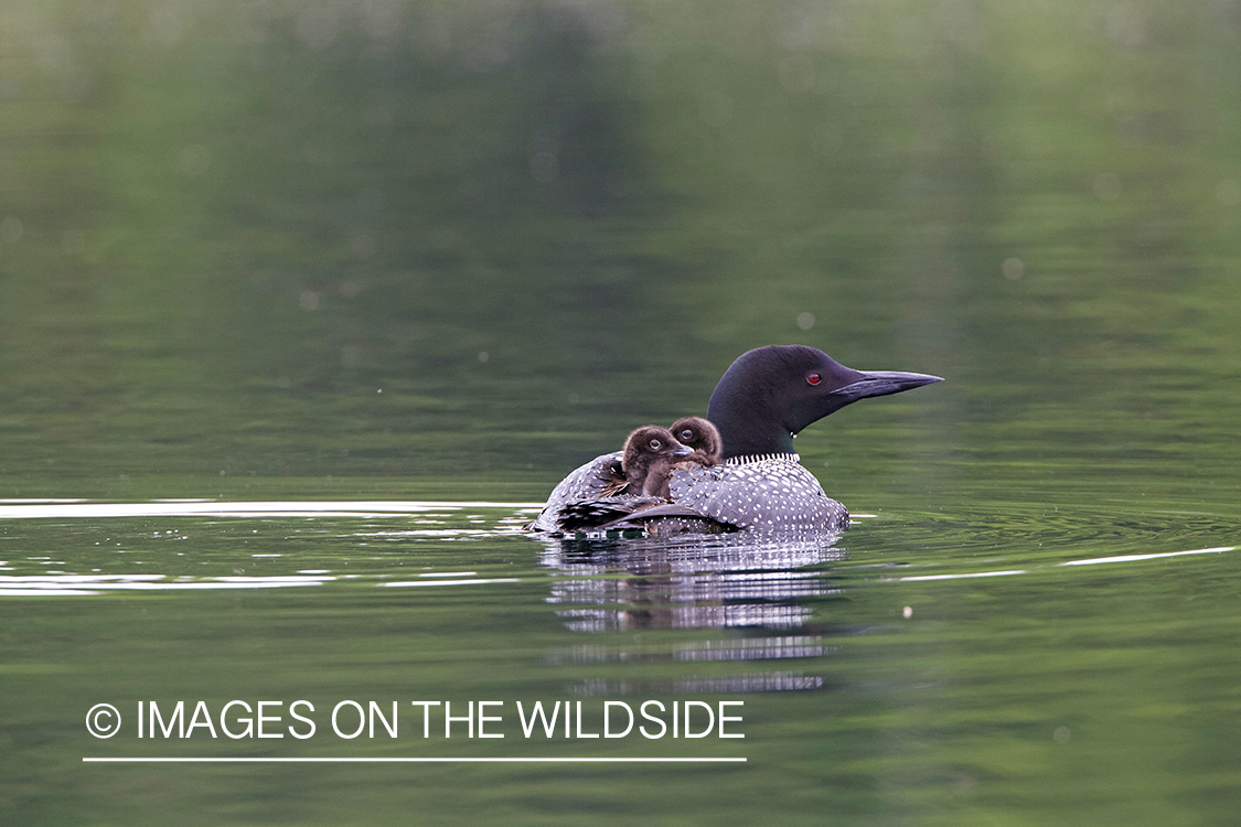 Loon carrying her chicks.