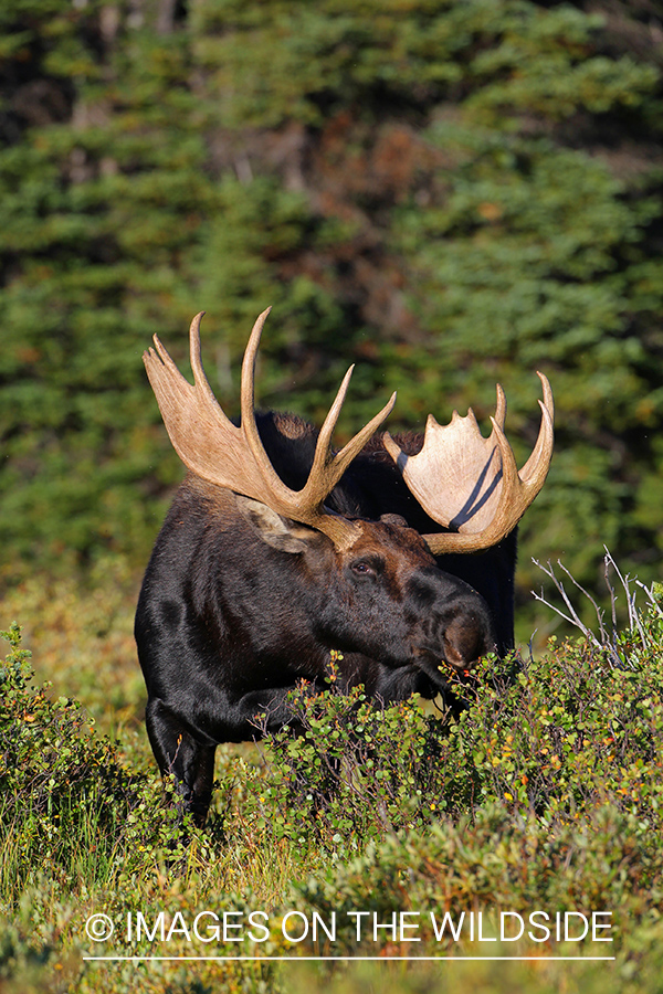 Shiras Moose in habitat.