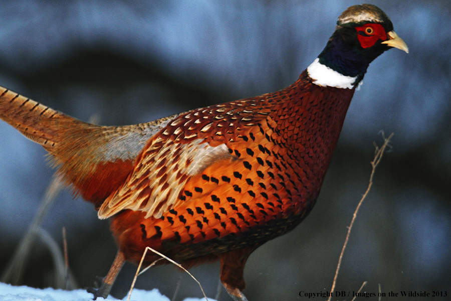 Ring-necked pheasant in field.