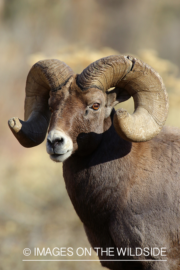 Rocky mountain bighorn sheep ram in habitat.