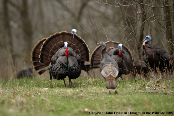 Eastern Wild Turkeys