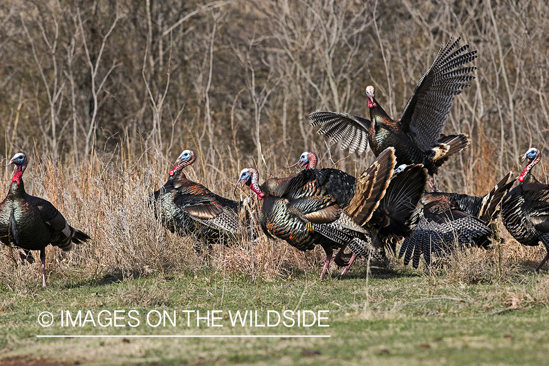 Eastern Wild Turkey toms fighting in habitat.