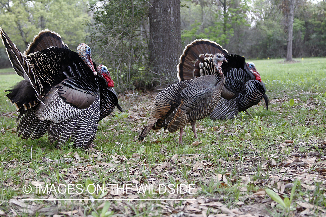 Rio grande turkey gobblers attending hen during spring.