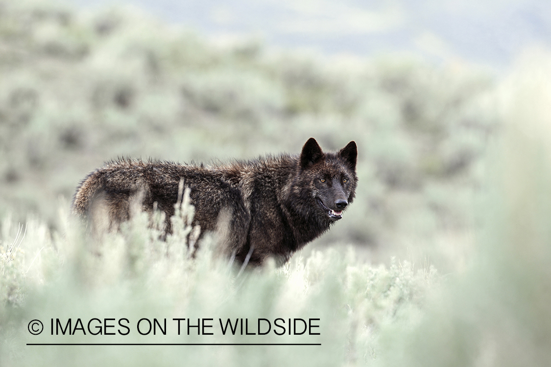 Wild free-ranging gray wolf in Yellowstone National Park.