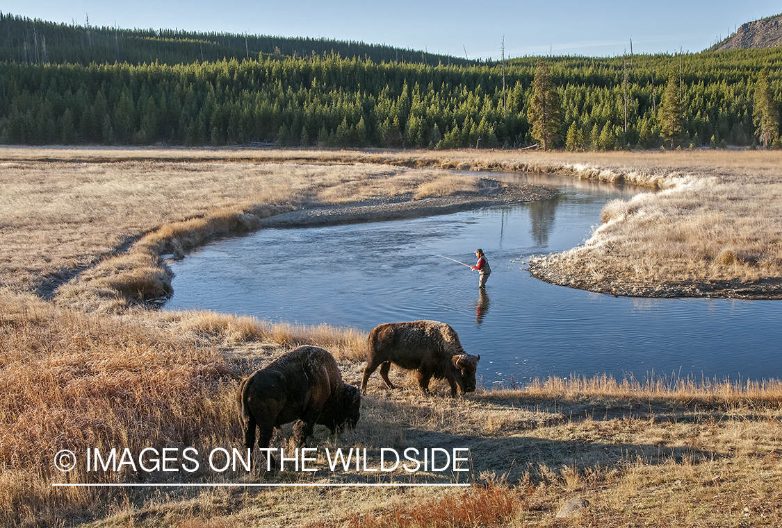 Flyfisherman on Gibbon River in Yellowstone.