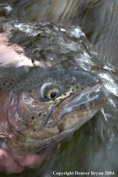 Close-up of Rainbow trout being released.