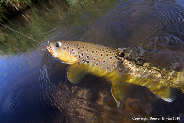 Brown trout species