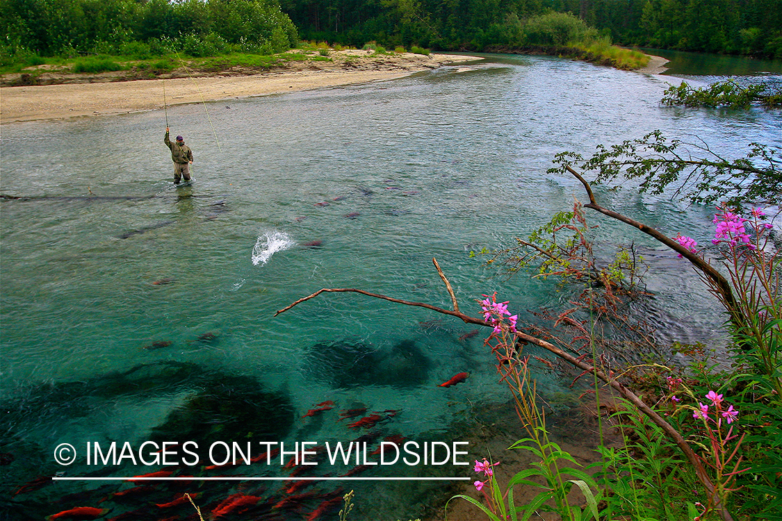 Fly Fisherman fighting with salmon.