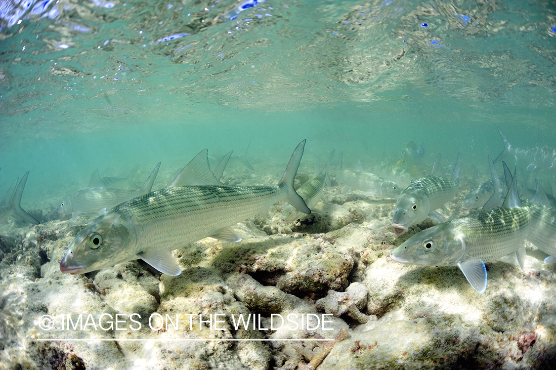 School of bonefish.