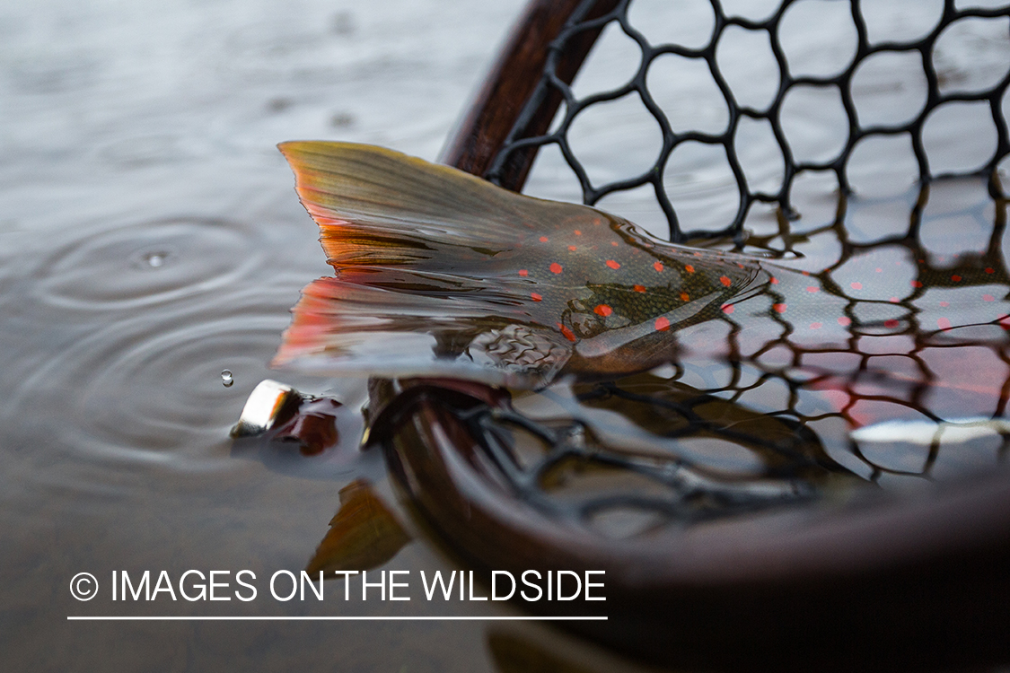 Dolly Varden. Nushagak River, Alaska.