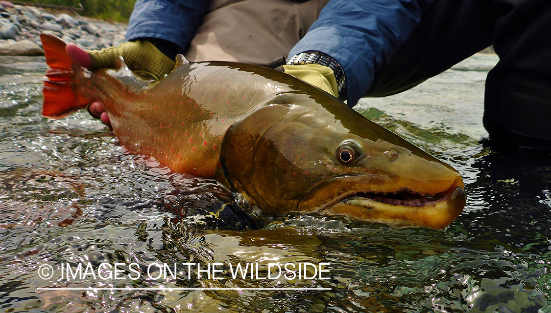 Flyfisherman releasing bull trout.