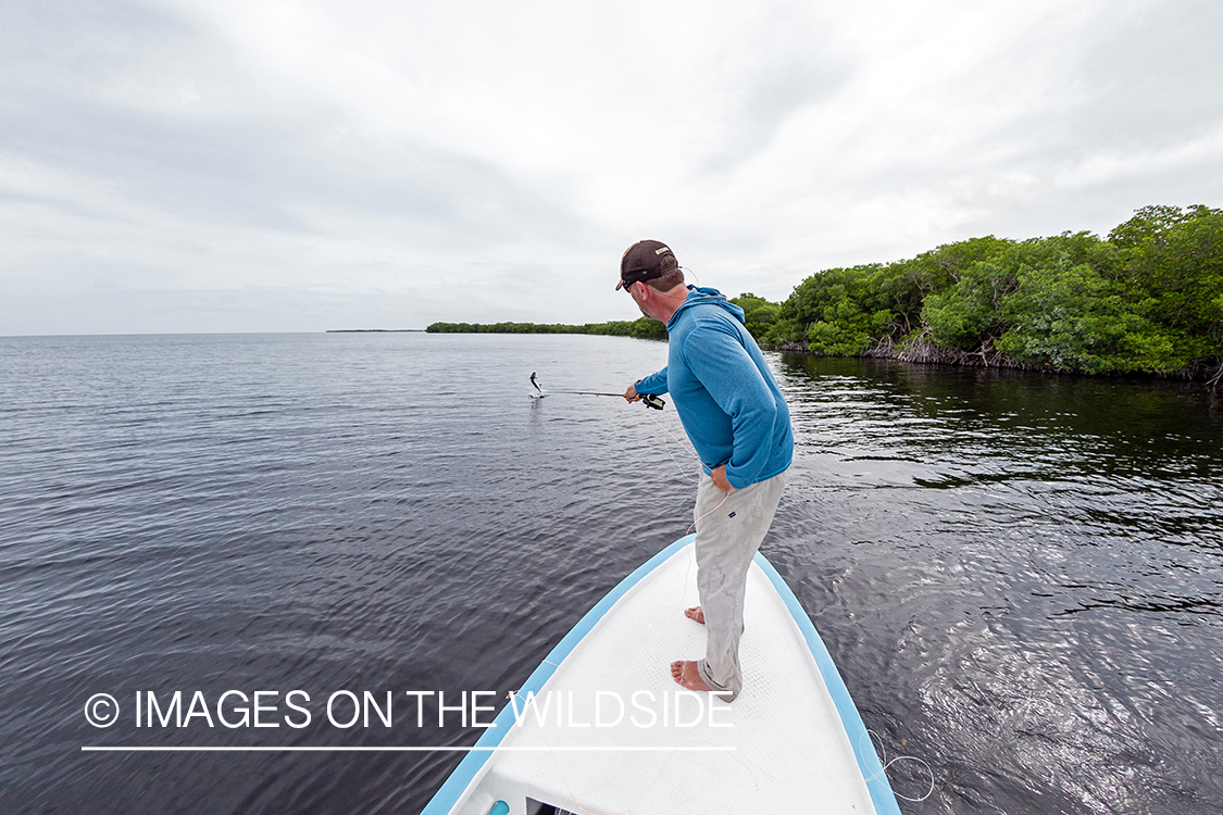 Flyfisherman landing tarpon.