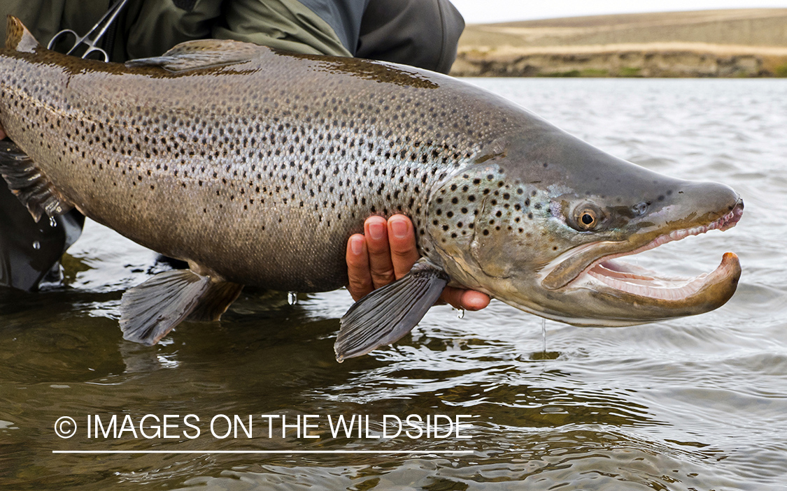 Releasing sea run brown trout.