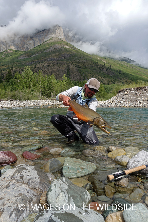 Flyfisherman with bull trout.