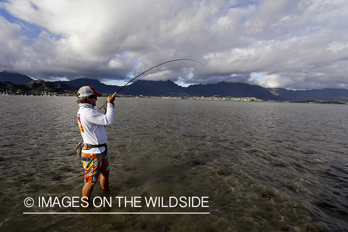 Saltwater flyfisherman fighting bonefish from flats, in Hawaii.