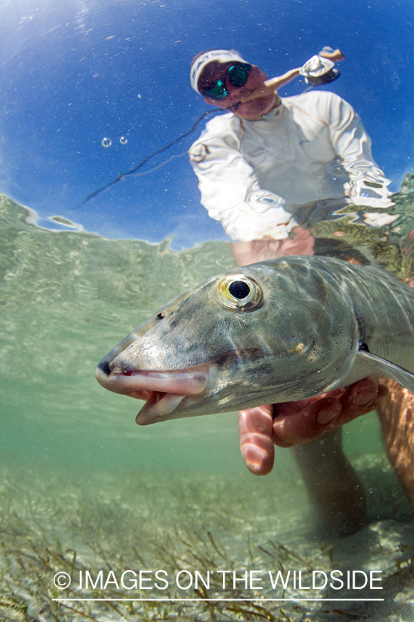 Flyfisherman releasing Bonefish.