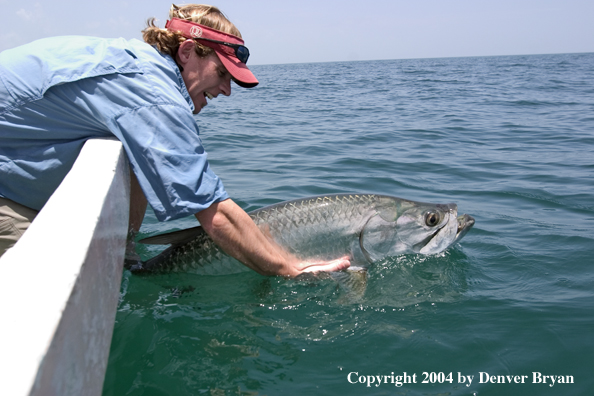 Flyfisherman releasing tarpon 