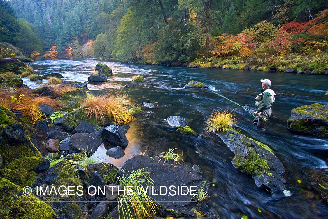 Flyfisherman on river. 