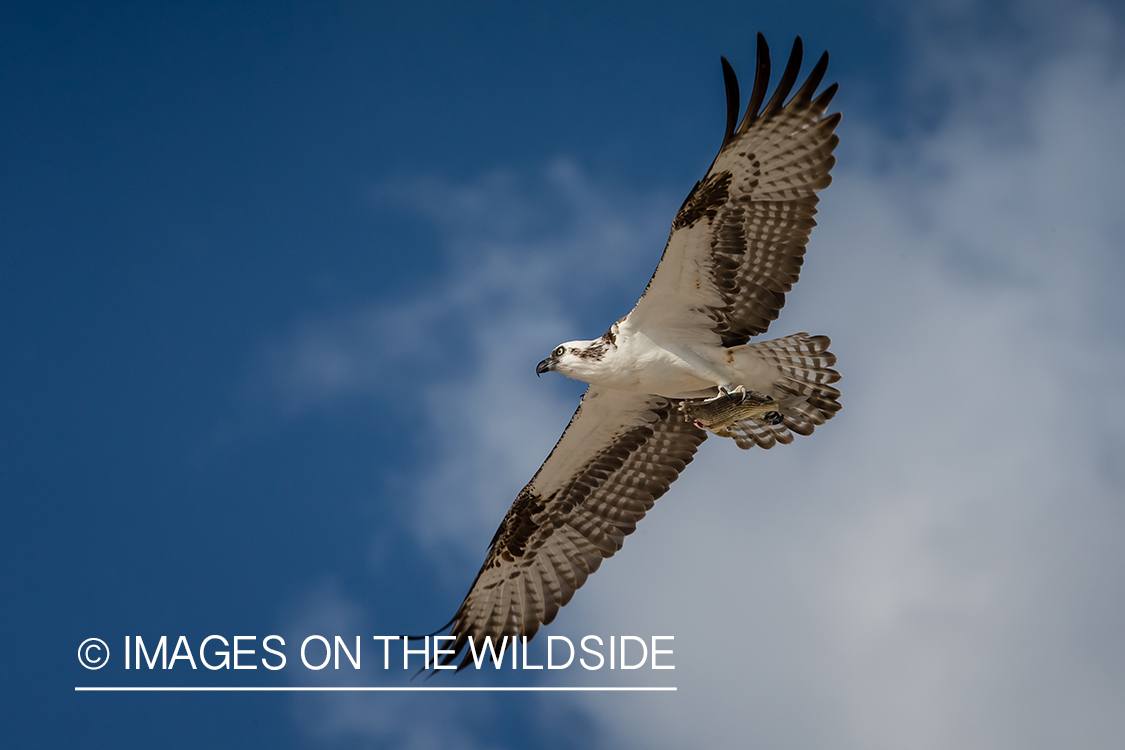 Osprey in flight.