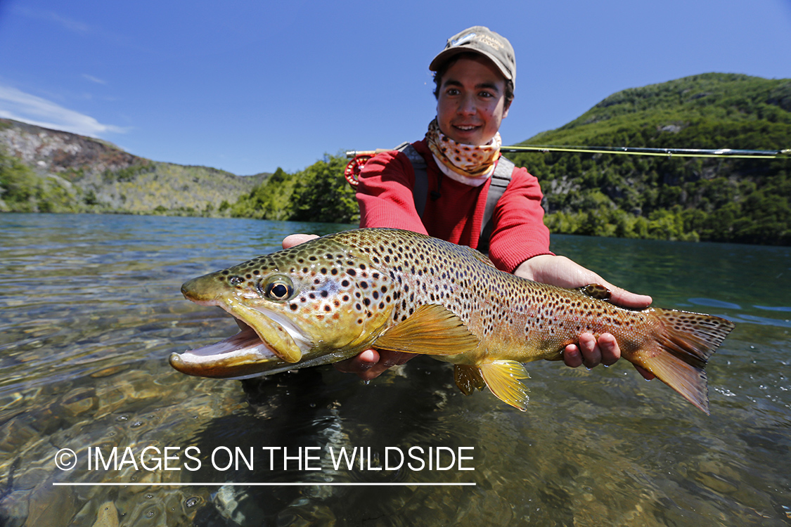 Flyfisherman releasing brown trout.