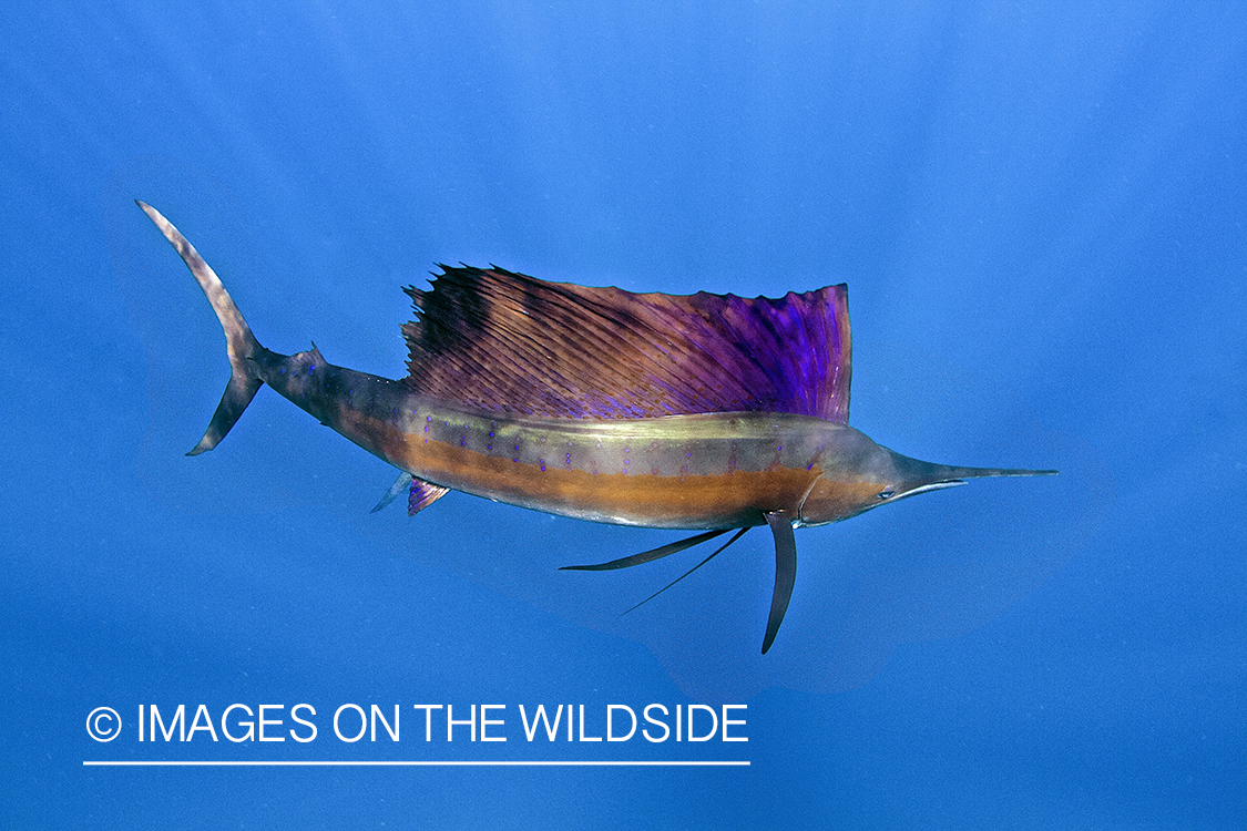 Atlantic sailfish in open ocean.