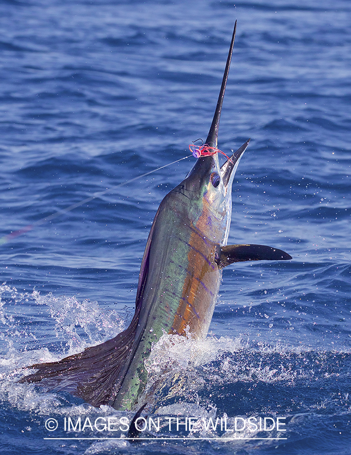 Marlin (blue) jumping.