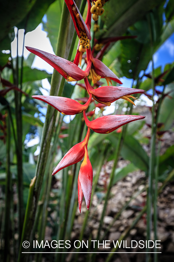 Bromeliad in forest, Belize.