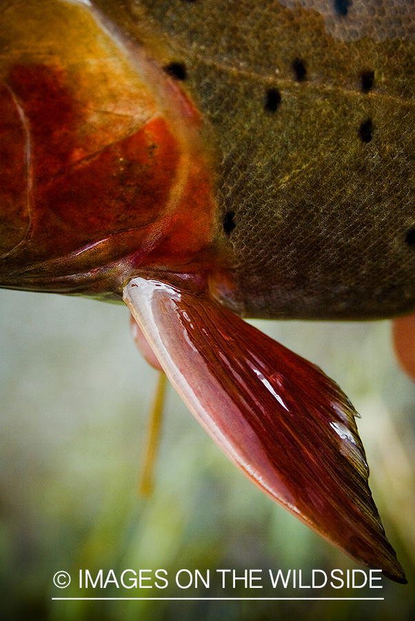 Cutthroat fin.