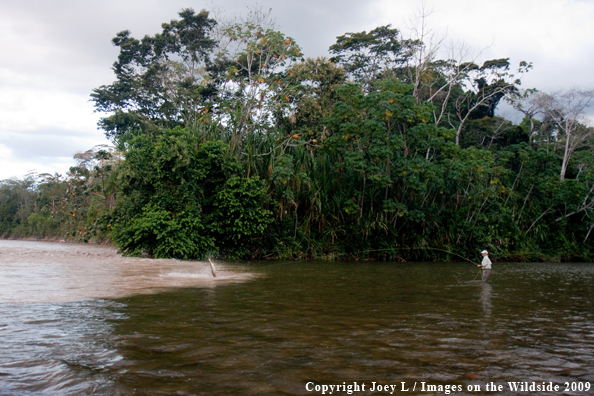 Flyfisherman with Golden Dorado on line